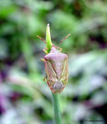 Nezara Viridula Nezara Viridula