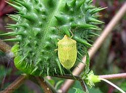 Nezara Viridula verde chiaro Nezara Viridula verde chiaro