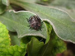 ninfa di Nezara viridula