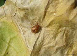 ninfa di pentatomide Holcostethus strictus