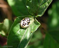 juv Eurydema