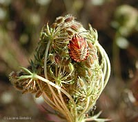 Graphosoma juv.