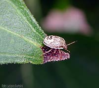 Eysarcoris sp.(ninfa)