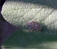 Giovane pentatomide Raphigaster nebulosa
