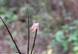 pentatomidae