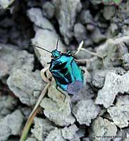 Zicrona caerulea Zicrona caerulea