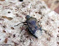 Rhaphigaster nebulosa Rhaphigaster nebulosa