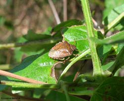 pentatomidae color marrone pentatomidae color marrone