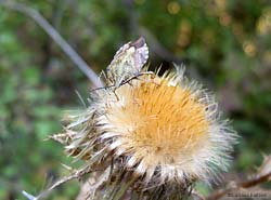pentatomide del genere Carpocoris