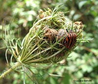 Graphosoma e Ancyrosoma dentro ad un fiore di ombrellifera Graphosoma e Ancyrosoma dentro ad un fiore di ombrellifera