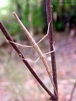 Insetto Phasmatodea - Bacillus sp.