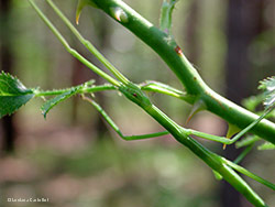 Insetto stecco verde su arbusto di Erica