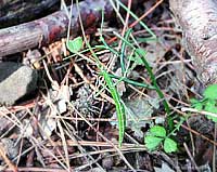 Insetto stecco-Phasmatida-