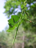 Insetto stecco verde su rametto verde
