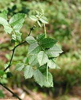 Insetto stecco di colore verde