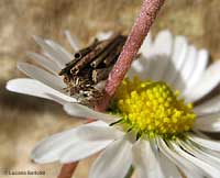 Psyche casta che si sposta su un fiore