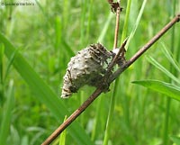 Larva appartenebte alla famiglia Psychidae sp.