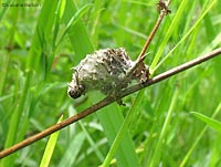 involucro di famiglia Psychidae sp. con larva che si affaccia da sotto