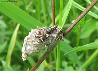 involucro di famiglia Psychidae sp. con larva che si affaccia da sopra