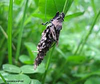 Astuccio di Psychidae sp.