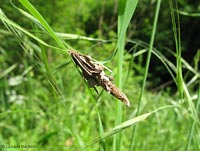 astuccio dsi legnetti dalla forma lunga di larva psychidae