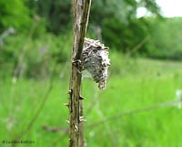 involucro di larva psychidae