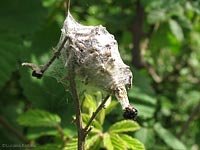 larva psychidae che si affaccia dal suo rivestimento di protezione