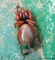 Ragno Dysderidae sp.