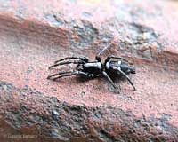 Aphantaulax sp