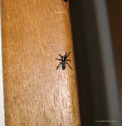 Aphantaulax sp