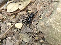 Ragno nero Zelotes sp.