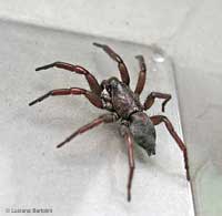 Ragno Zelotes sp.