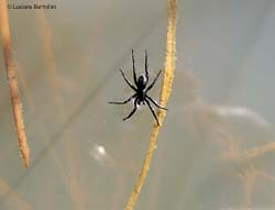 Ragno Zelotes sp. che scivola sull'acqua