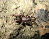 gnaphosidae sp.