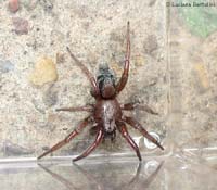 gnaphosidae sp.