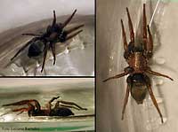Ragno famiglia gnaphosidae