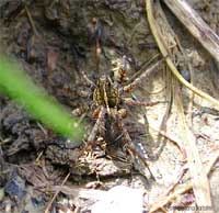 Ragno Hogna radiata
