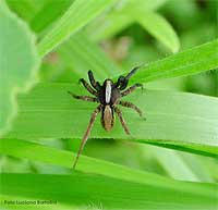 Ragno Pardosa bifasciata tra i fili di erba
