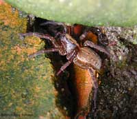 Ragno licoside trochosa terricola