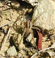 Hogna radiata