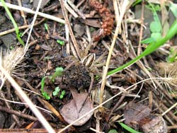 Hogna radiata con piccoli