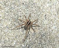 giovane Lycoside
