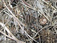 Ragno lycoside Hogna radiata