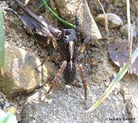Ragno Licosidae