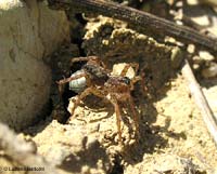 Ragno Pardosa sp.