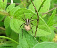 Pardosa alacris