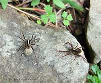 Pardosa monticola, piccoli ragni  che si trovano sul terreno