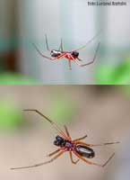 Linyphia hortensis