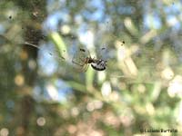 Frontinellina frutetorum