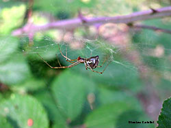 Linyphia triangularis